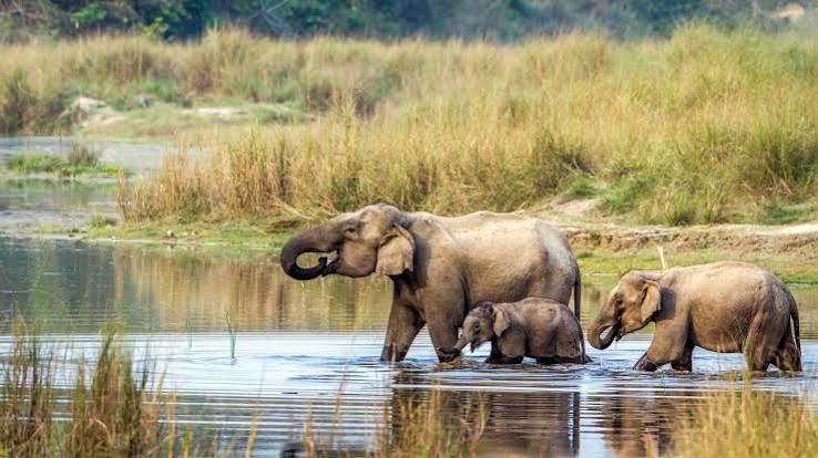 Riverine grassland and sal forest in Chitwan National Park