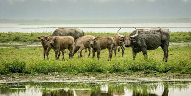 Floodplain marsh and open water on the Koshi river in eastern Nepal