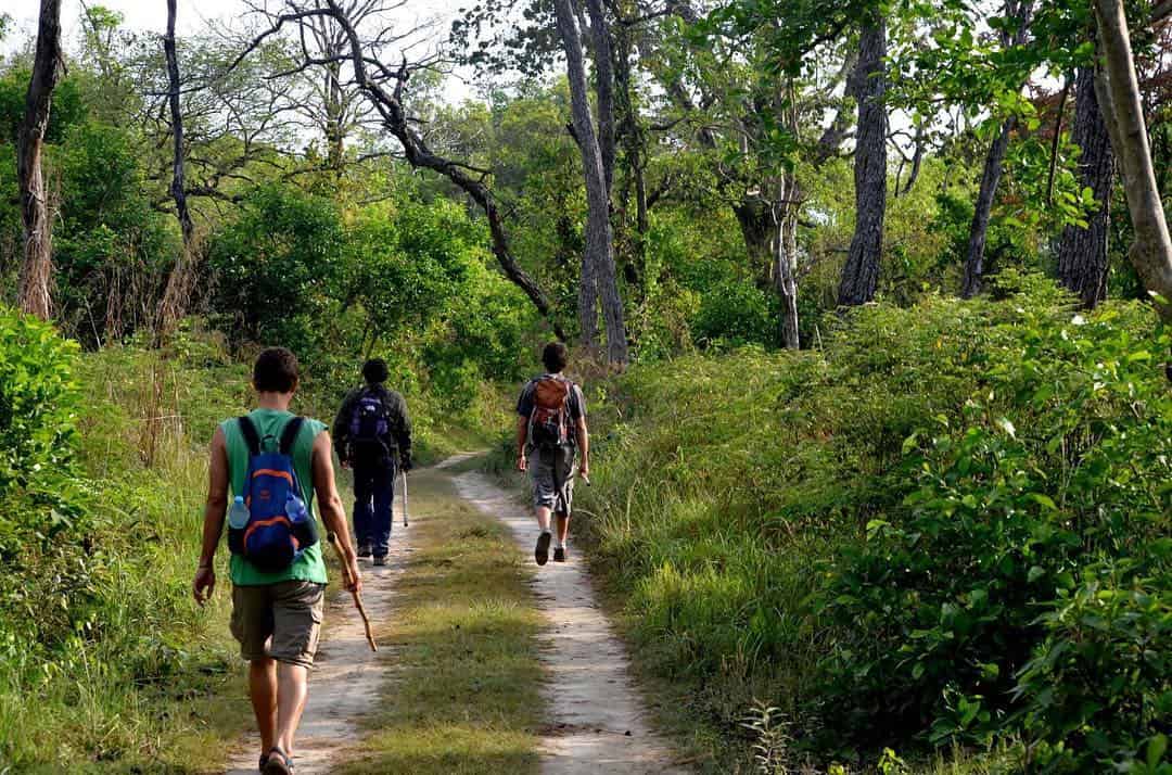 Sal forest and dry riverbed in Banke National Park in western Nepal