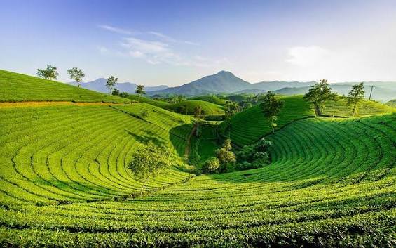 Tea gardens on the hills of Ilam in eastern Nepal