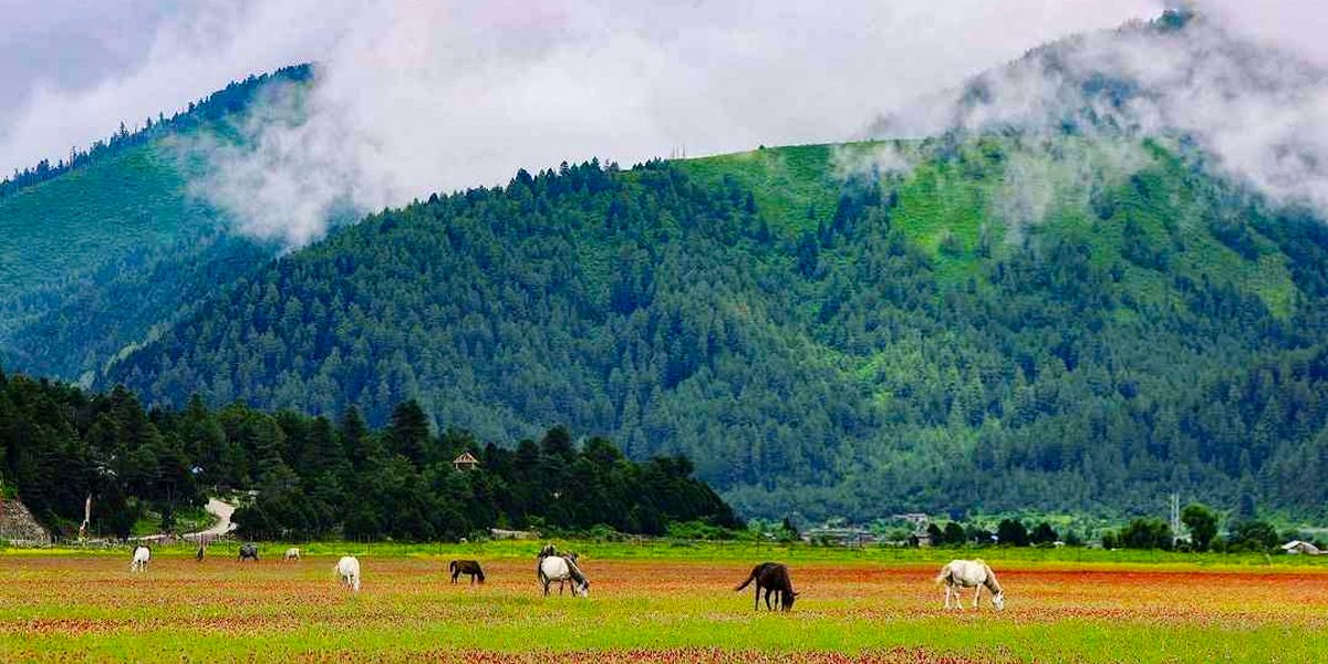 Dhorpatan HUnting Reserve 1 e1745172655308